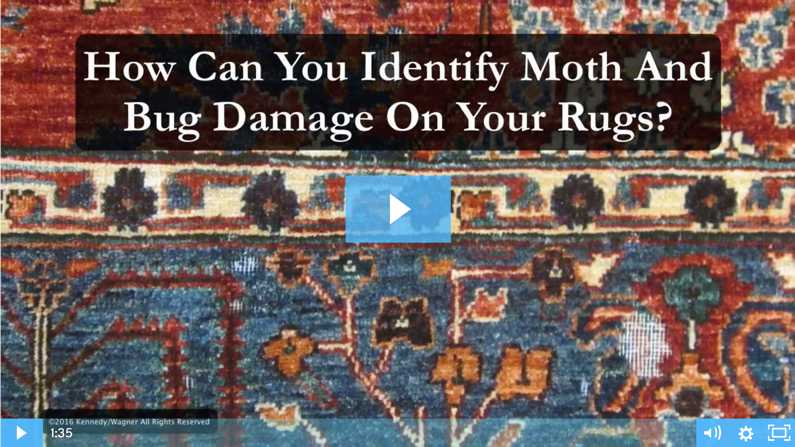 Do You Have Moths or Bugs Damaging Your Rugs?