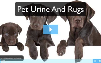 Protect Your Rugs From Pet Urine Damage