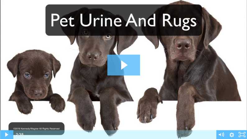 Protect Your Rugs From Pet Urine Damage