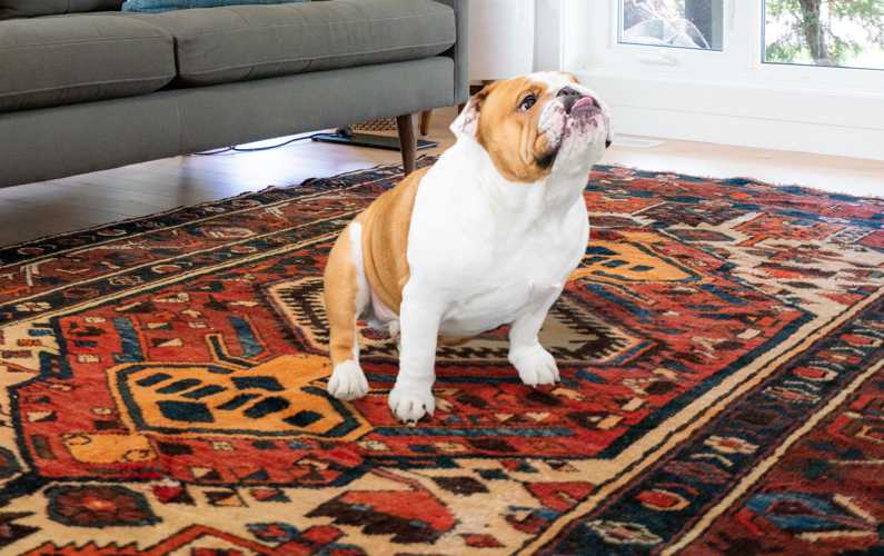 Bull Dog on a rug