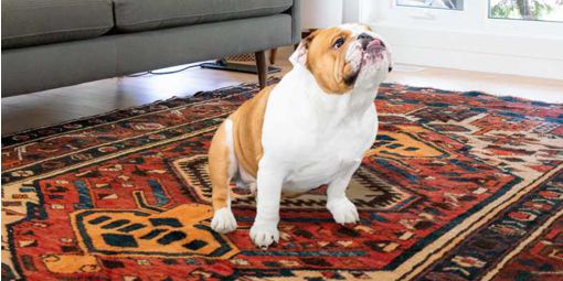 Bulldog on a rug